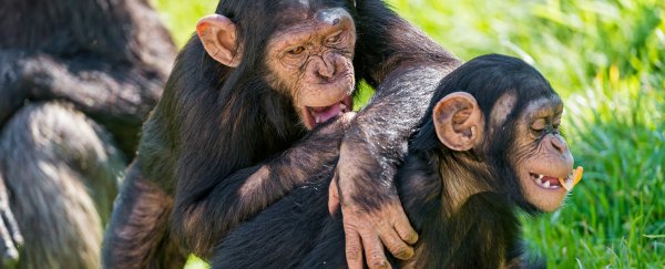 A judge just temporarily gave chimpanzees human rights for the first time