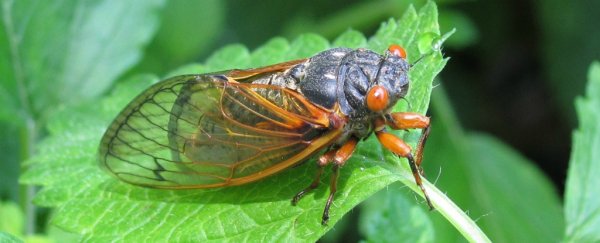 Billions of cicadas are about to erupt from the ground and have sex in your backyard