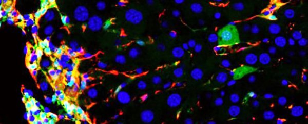 Scientists have found a way to regenerate failing livers in mice