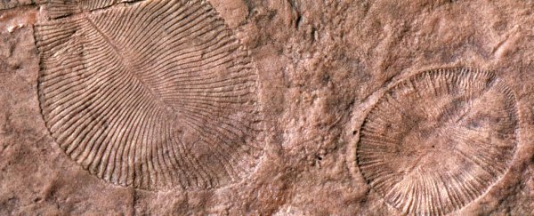 Mystery fossil finally confirmed to be an animal after 70 years of research