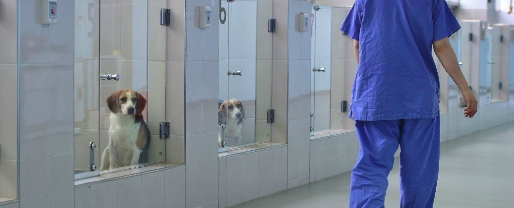 This South Korean Cloning Facility Promises to Bring Back Your Dead Dog
