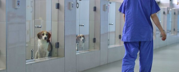 This South Korean cloning facility promises to bring back your dead dog