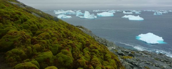 Antarctica is turning green, as climate change pushes it back in geologic time