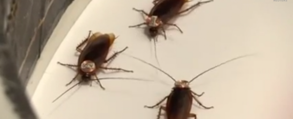 Cockroaches have personalities, too. You've been warned.