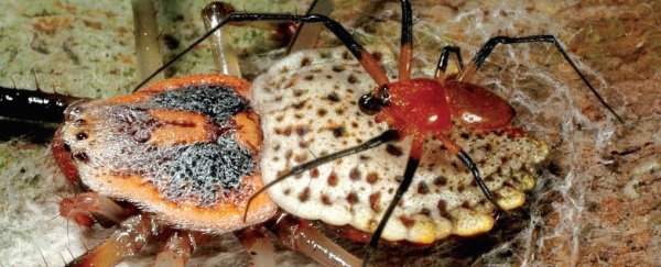 This freaky spider bites off its genitals after sex