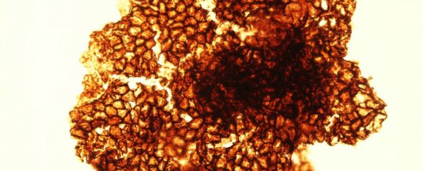 Complex life might have started nearly a billion years earlier than we thought