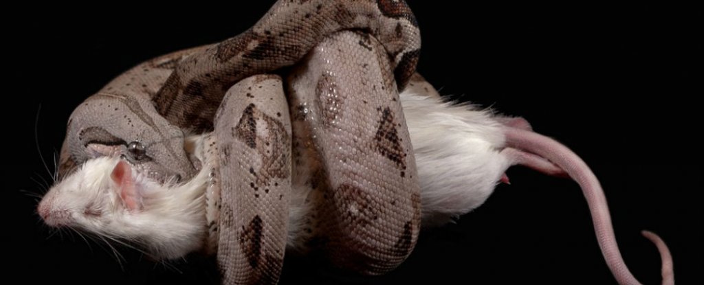 We've Been Wrong About How Boa Constrictors Kill This Whole Time