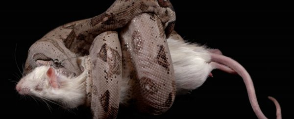 We've been wrong about how boa constrictors kill this whole time