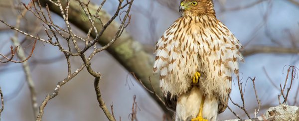 The world’s most polluted bird was so toxic it was “flameproof”