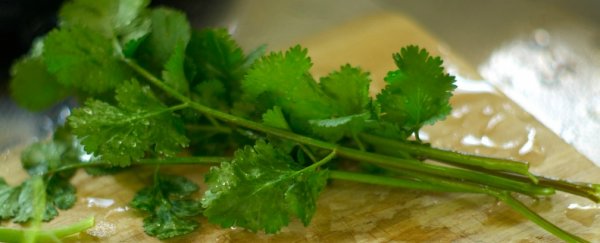 There could be a genetic reason for why you either love or hate coriander