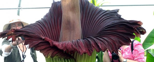 America's pungent corpse flowers are all mysteriously blooming at once