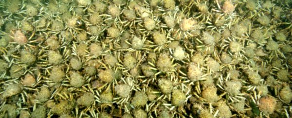 This massive blanket of crabs crawled right out of your nightmares
