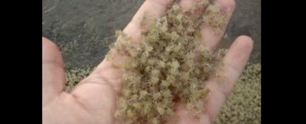 Watch: This handful of baby crabs looks like a squirmy nightmare