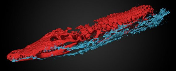 This mummified crocodile has 47 baby crocodiles stuffed inside it