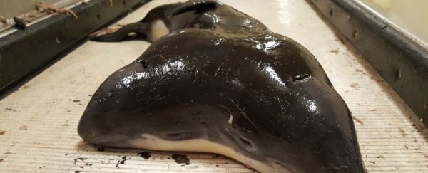 Fishermen Caught a Rare Two-Headed Sea Creature, And Now We'll Never Get To Study It