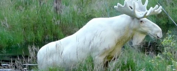Sweden's incredibly rare white moose was nearly killed earlier this week