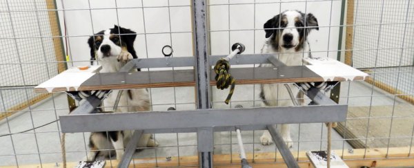 Dogs give food to their 'friends' in first-of-its-kind study
