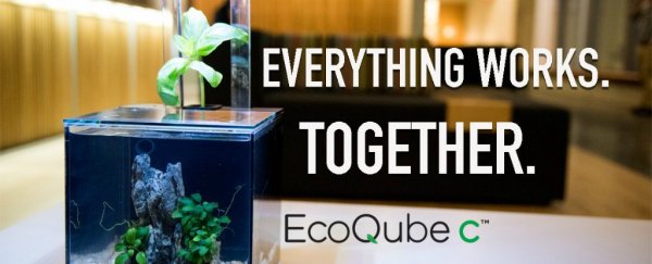 ScienceAlert Deal: Keep a little ecosystem in your home with this EcoQube C Aquarium