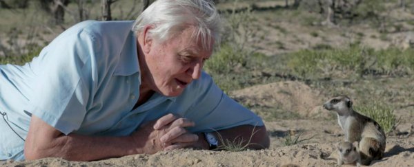 More young people are watching David Attenborough than The X Factor