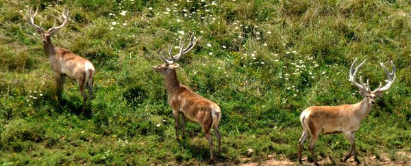 Rare deer species rediscovered in Afghanistan after surviving two major wars