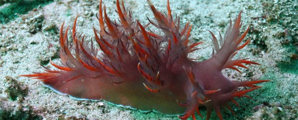 Researchers have reorganised an animal's brain to act like another species' brain
