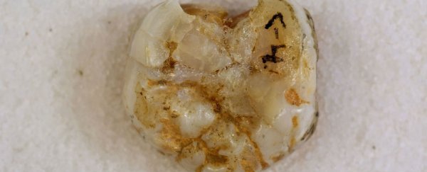 Tooth DNA confirms ancient cousins lived alongside Homo sapiens and Neanderthals