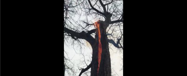 WATCH: This freaky 'devil tree' in Ohio burns from the inside out