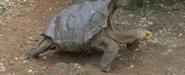 This 'highly sexual' tortoise almost single-handedly saved his entire species
