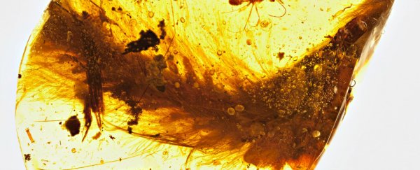 A feathered dinosaur tail has been found preserved in amber