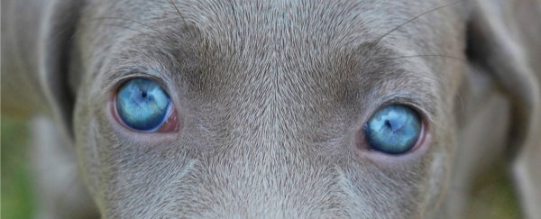 Dogs and some primates have molecues that might let them perceive magnetic fields