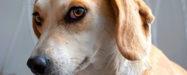 Your dog doesn't trust you when you're angry, study finds