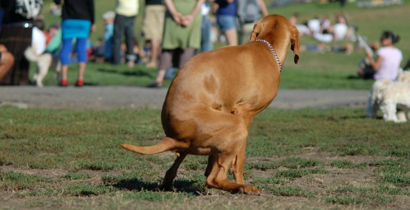 how dogs decide where to poop