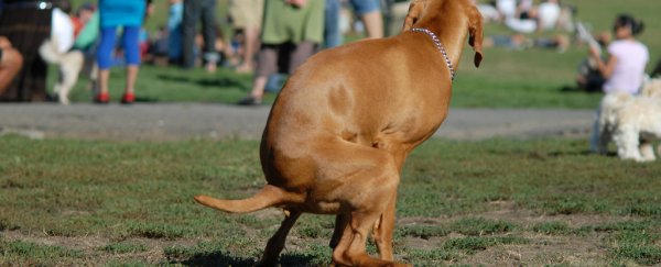 Dogs prefer to poo along a north-south axis