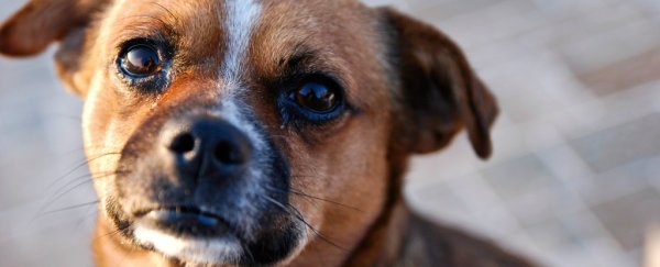 Sorry, your dog pretty much ignores all your high-pitched "good boys"