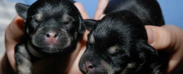 You can now pay to have your dog cloned in South Korea