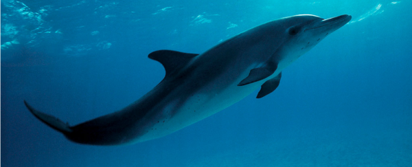 Dolphins might actually use snot to make those cute chirps and clicks