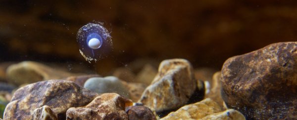 Slovenia's ultra-rare 'dragon eggs' are hatching as we speak
