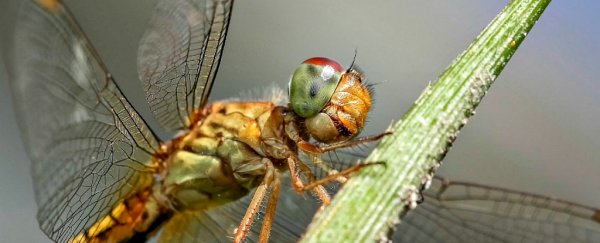 Dragonfly wings can rip apart bacteria without antibiotics