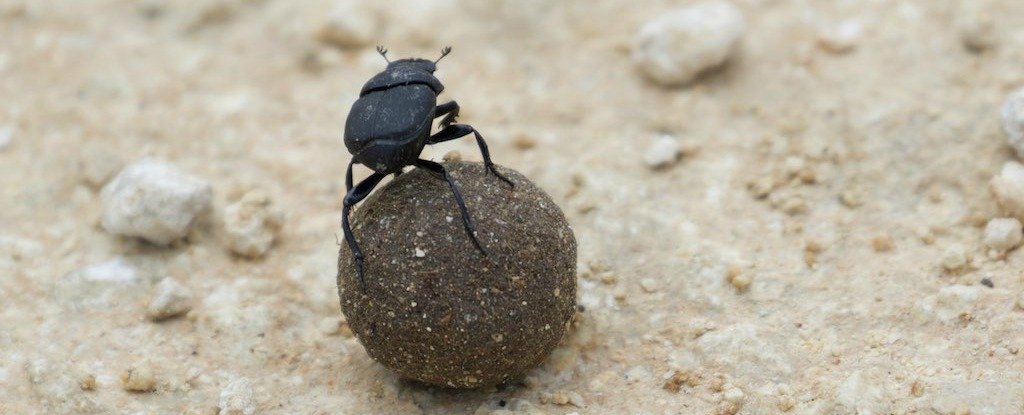 Image result for dung beetles