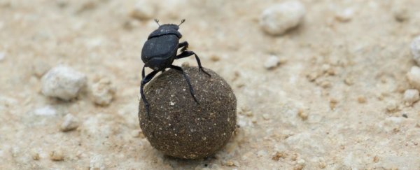 Scientists have finally figured out how dung beetles use celestial navigation to return home