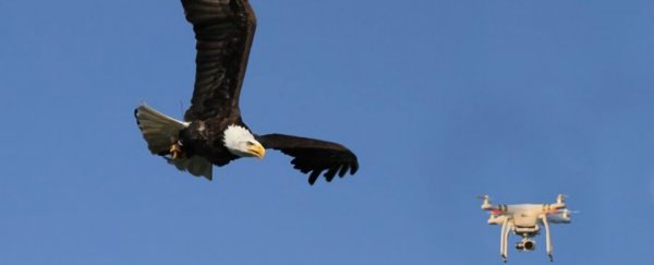 A Dutch company is training eagles to take down drones