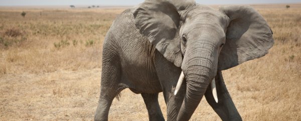 Two Chinese poachers have been jailed for 30 years after slaughtering 226 elephants