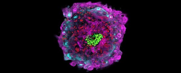 Scientists keep human embryos alive in the lab for the longest time yet