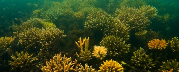 Are 'super-corals' going to form the next generation of reef?