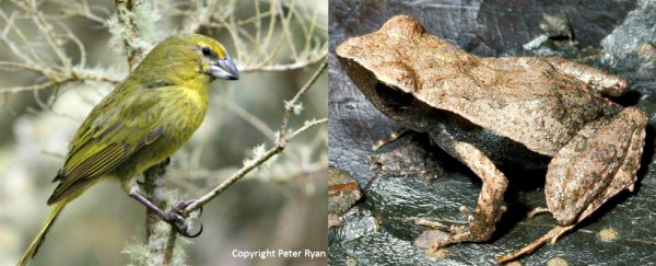 Here are the 15 vertebrates most likely to become extinct next