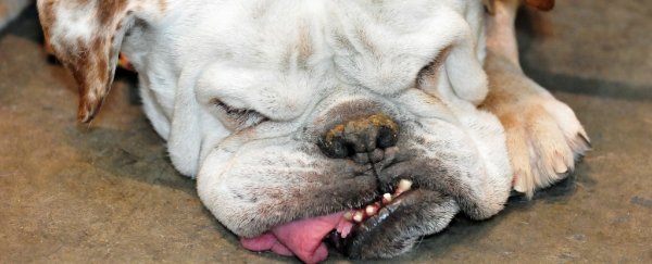 English bulldogs are at a genetic dead end, study finds