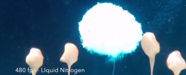 WATCH: Here’s what happens when a dry ice bomb goes off underwater
