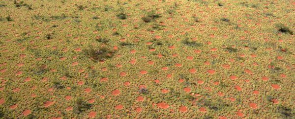 Scientists have discovered mysterious 'fairy circles' in the Australian outback