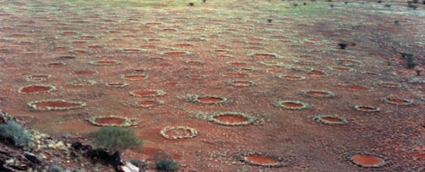 We might finally know what's causing Namibia's super weird fairy circles