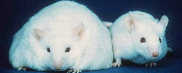 Fat can help protect against skin infections
